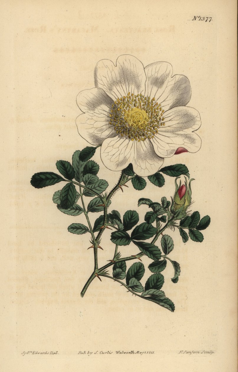 Rosa bracteata de Macartney de Unbekannt
