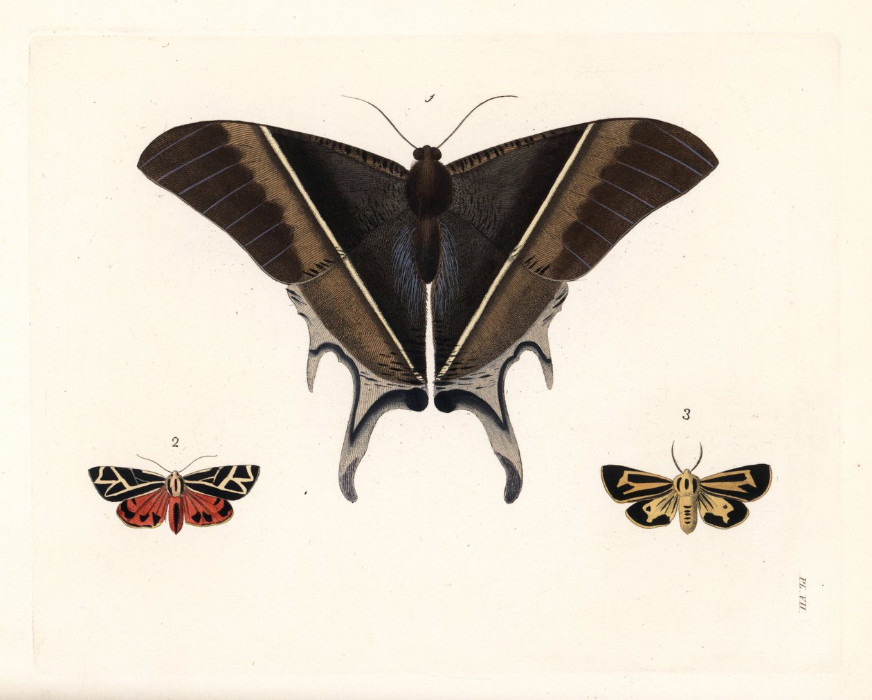 Traça-da-andorinha-de-Maclean, Lyssa macleayi 1, traça-do-cinábrio, Callimorpha phyllira 2, e traça-tigre-do-Nais, Apantesis nais 3. Litografia colorida à mão da nova edição de John O. Westwood de "Illustrations of Exotic Entomology" de Dru Drury, Bohn, Lo de Unbekannter Künstler