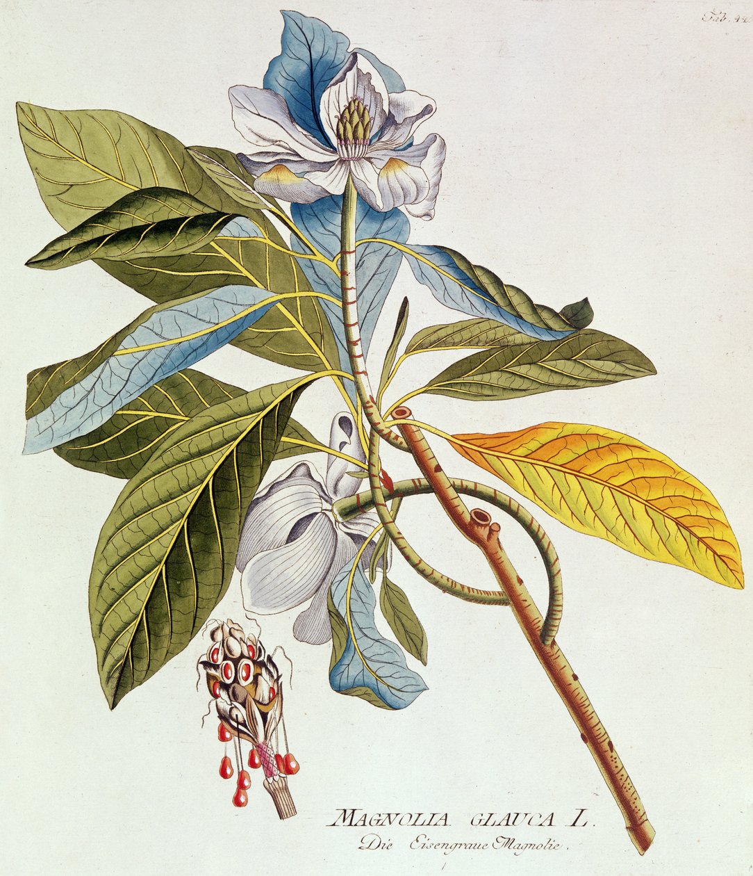 Magnolia Glauca, de `Icones Plantarium Medicinalium Secundem Sustema Lunnaei Digestarum", de Joseph Jakob Plenk, Viena, 1788-1812 de Unbekannt