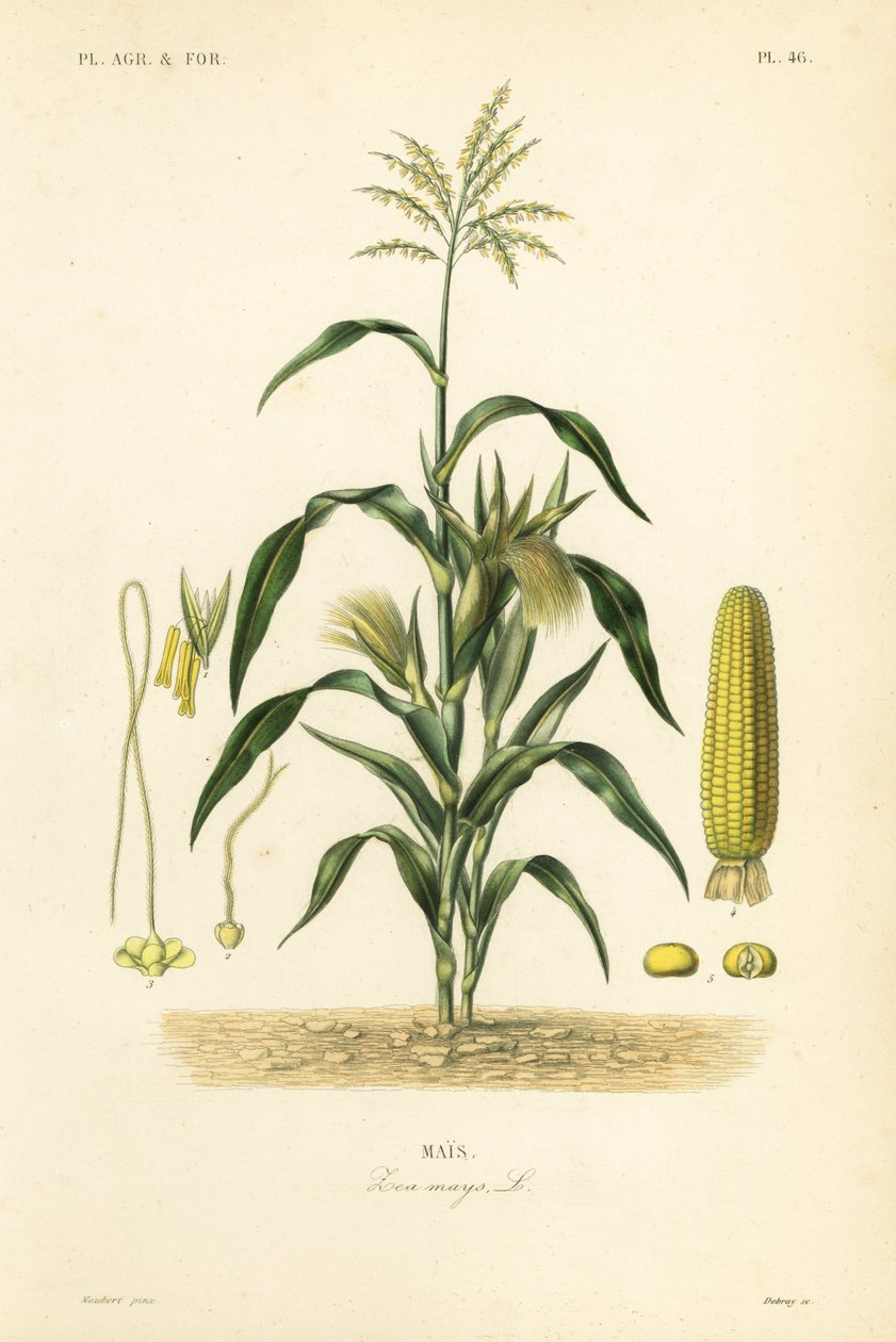 Milho ou milho, Zea mays, Mais de Unbekannt