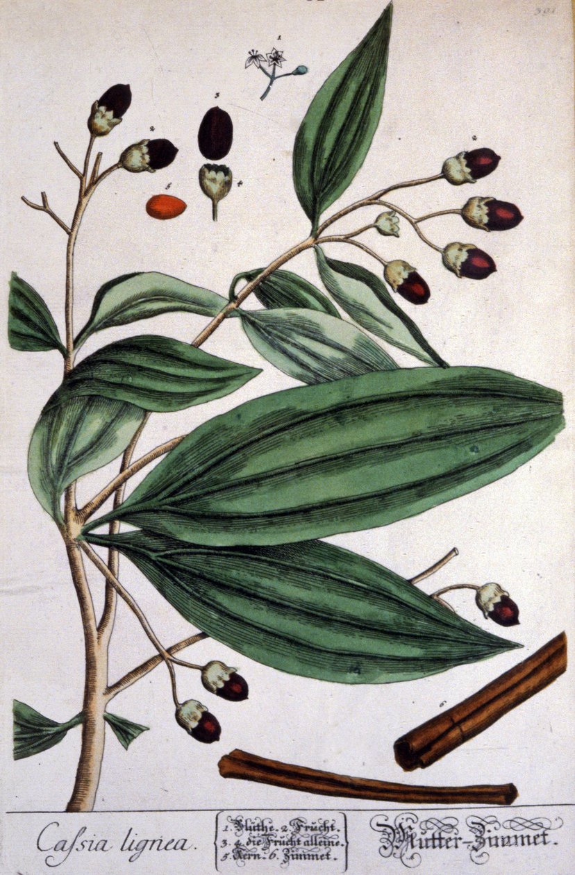 Canela de Malabar de Unbekannter Künstler