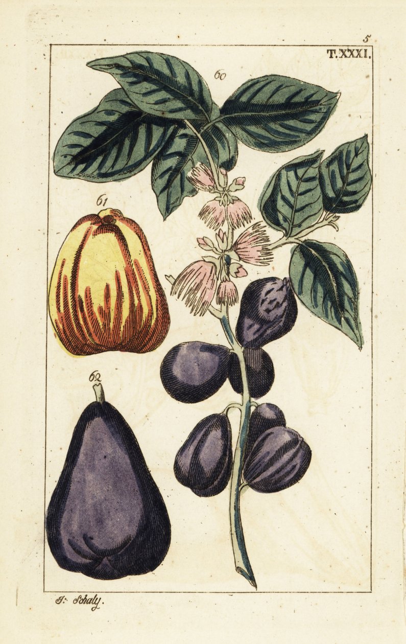 Maçã malaia, malacendência de Syzygium. de Unbekannter Künstler