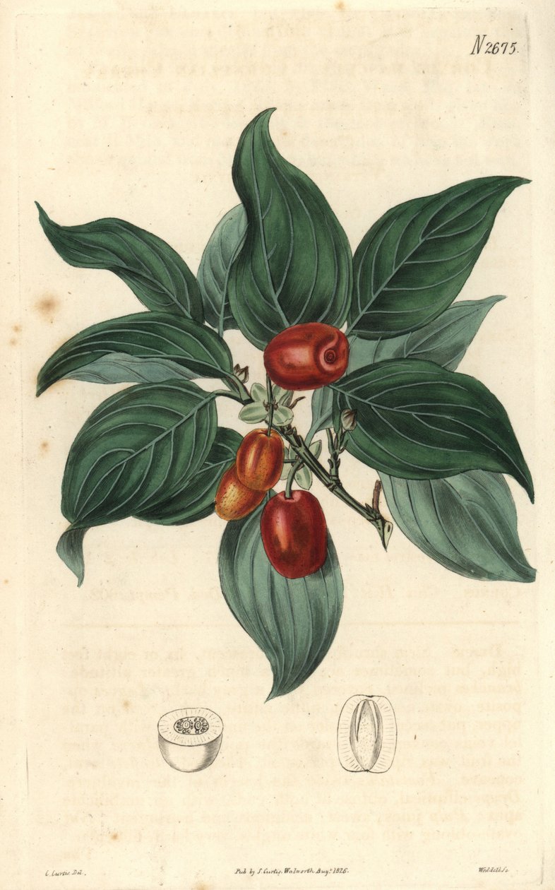 Dogwood macho, ramo com fruto. Ilustração de C. Curtis, gravura de Weddell. Eau forte em The Curtis Botanical Magazine, de Samuel Curtis de Unbekannter Künstler