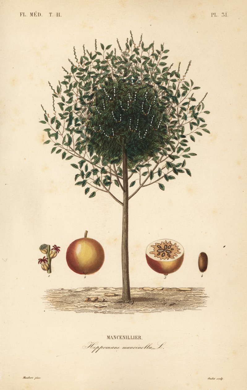 Manchineel ou manchioneel árvore, Hippomane mancinella, Mancenillier de Unbekannt