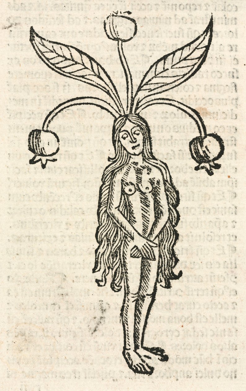 Mandrágora (forma feminina) de Unbekannt