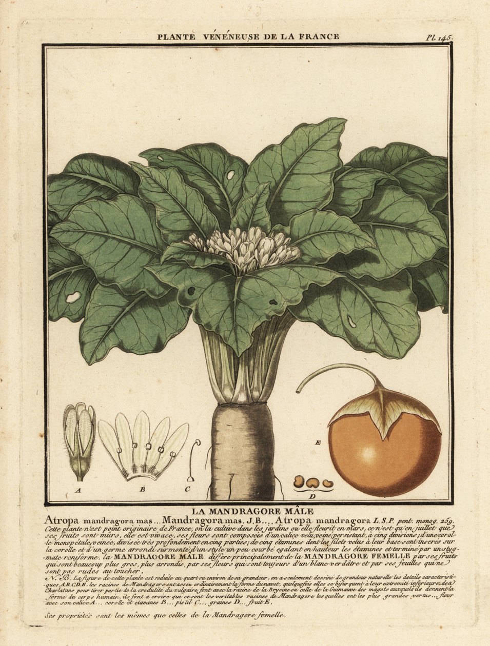 Mandrake, Mandragora officinalis. de Unbekannter Künstler