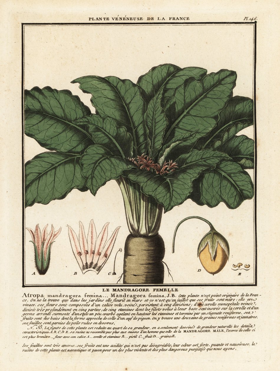 Mandrake, Mandragora officinarum. de Unbekannter Künstler