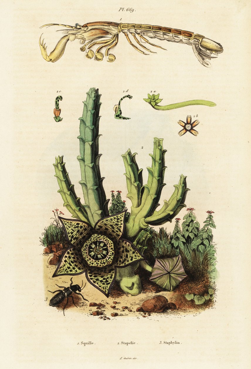 Camarão louva-a-deus, flor estrela e escaravelho,1834-1839 (gravura) de Unbekannter Künstler