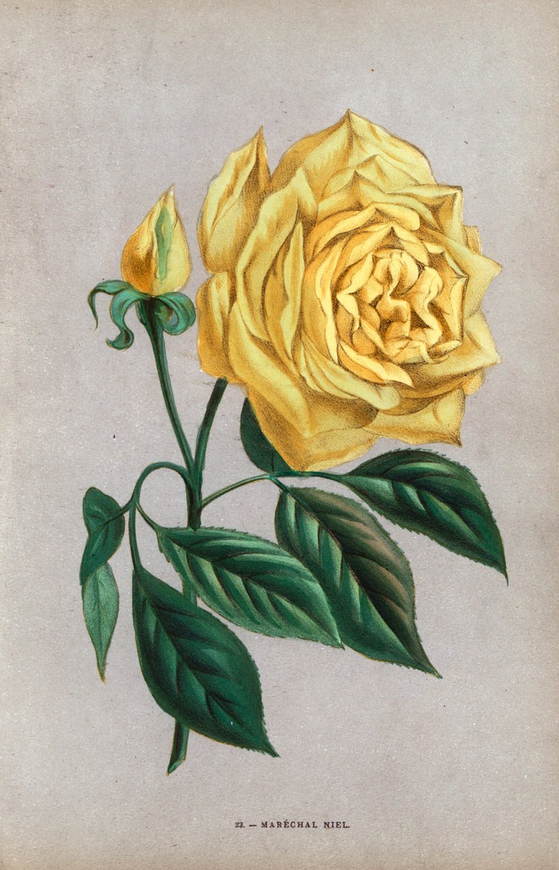 Rosa Marechal Niel, variedade amarela da rosa de avelã criada por Montauban em 1864. Cromolitografia desenhada e litografada segundo a natureza por F. Grobon a partir da obra "Les Roses" de Hippolyte Jamain e Eugene Forney, Paris, J. Rothschild de Unbekannter Künstler