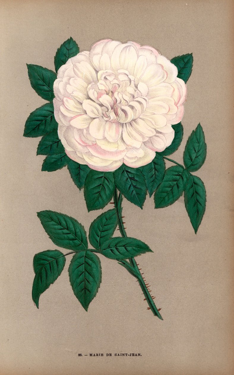 Rosa Marie de Saint-Jean, variedade da rosa de Portland, Rosa portlandica, criada por Monsieur Damaizin em Lyon, em 1869. Cromolitografia desenhada e litografada segundo a natureza por F. Grobon a partir da obra "Les Roses" de Hippolyte Jamain e Eugene For de Unbekannter Künstler