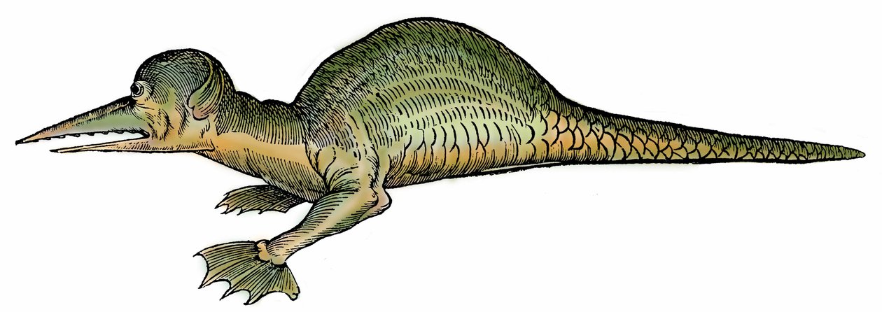 Dragão-marinho (Draco marinus), xilografia extraída de "Paralipomena accuratissima historiae omnium animalium quae in voluminibus Aldrovandi desiderantur/Bartholomaeus Ambrosinus... summo labore collegit; Marcus Antonius Berna bibliopola bononiensis propri de Unbekannter Künstler