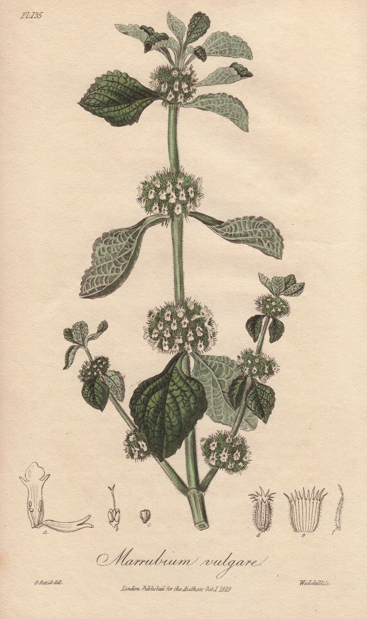 Marrubium vulgare (Marrubium vulgare) - Água forte de William Clarke para ilustrar "Medical Botanical, Description of the Medicinal Plants of London, Edinburgh and Dublin" de John Stephenson e James Morss Churchill, publicado em Londres por John Churchil de Unbekannter Künstler