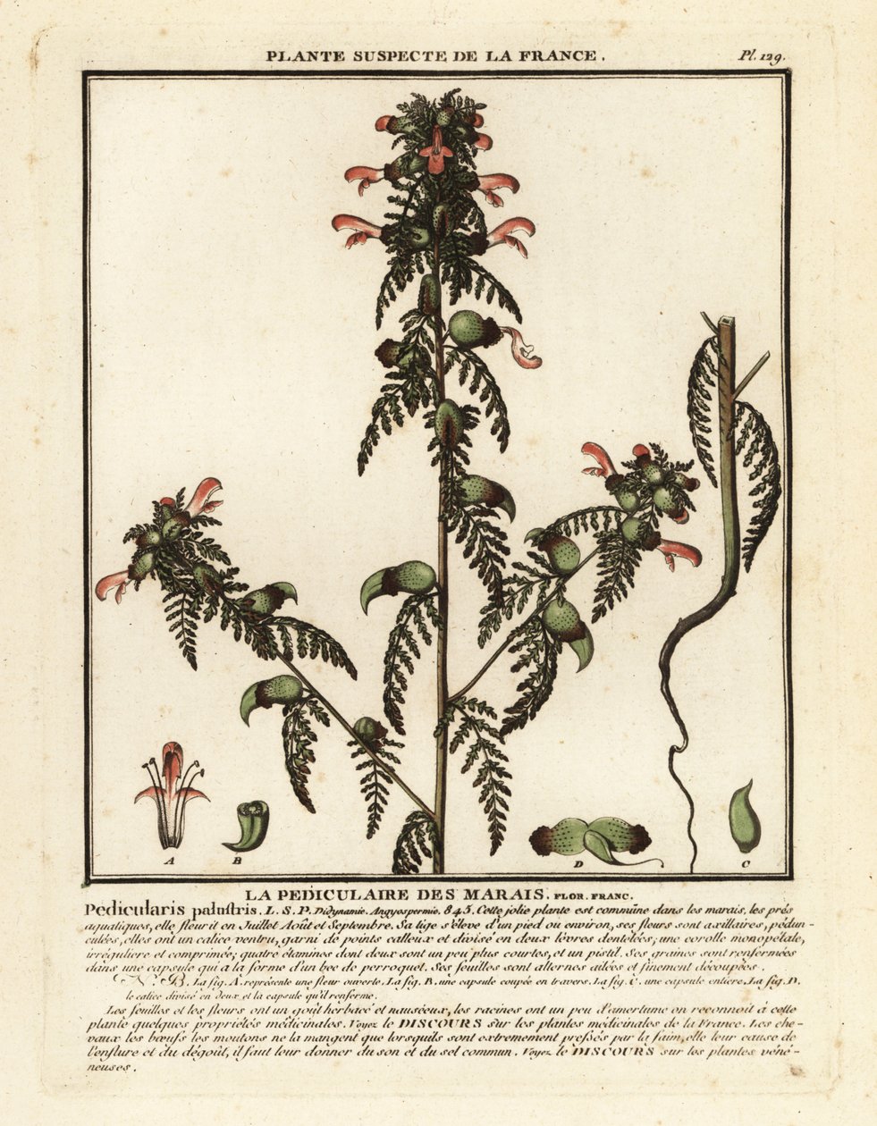Marsh lousewort, Pedicularis palustris. de Unbekannter Künstler