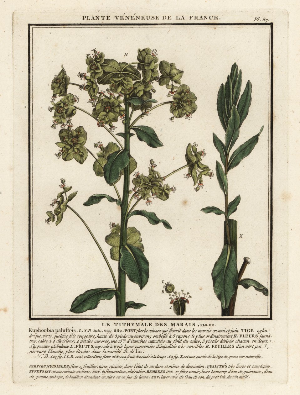 Marsh spurge, Euphorbia palustris. de Unbekannter Künstler
