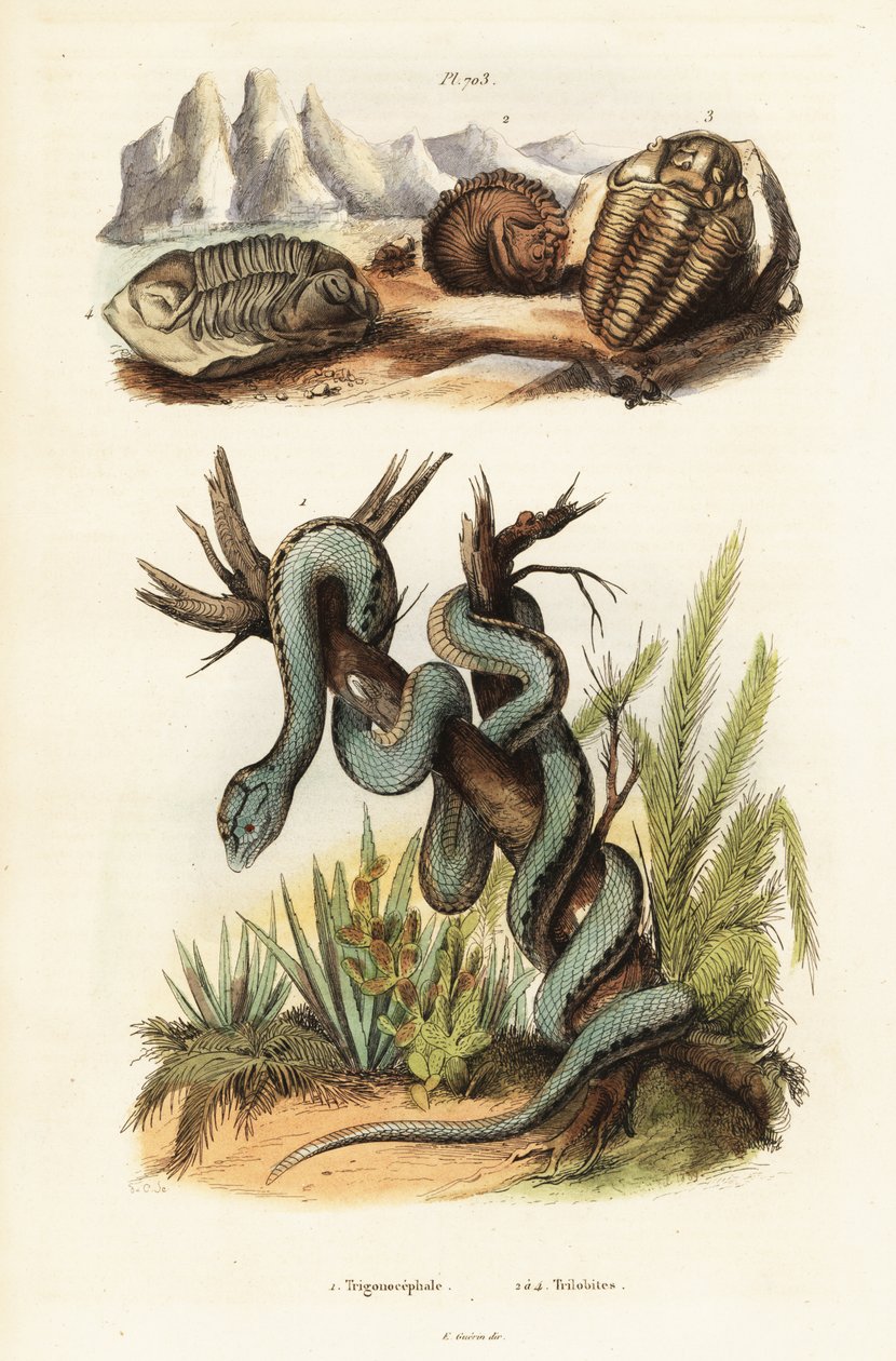 Víbora martinicana e trilobitas extintos. de Unbekannter Künstler
