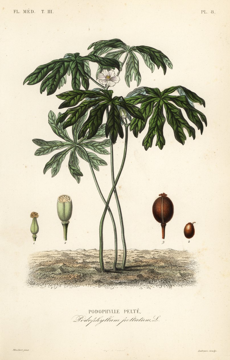Mayapple ou mandrágora americana, Podophyllum peltatum, Podophylle pelte de Unbekannt