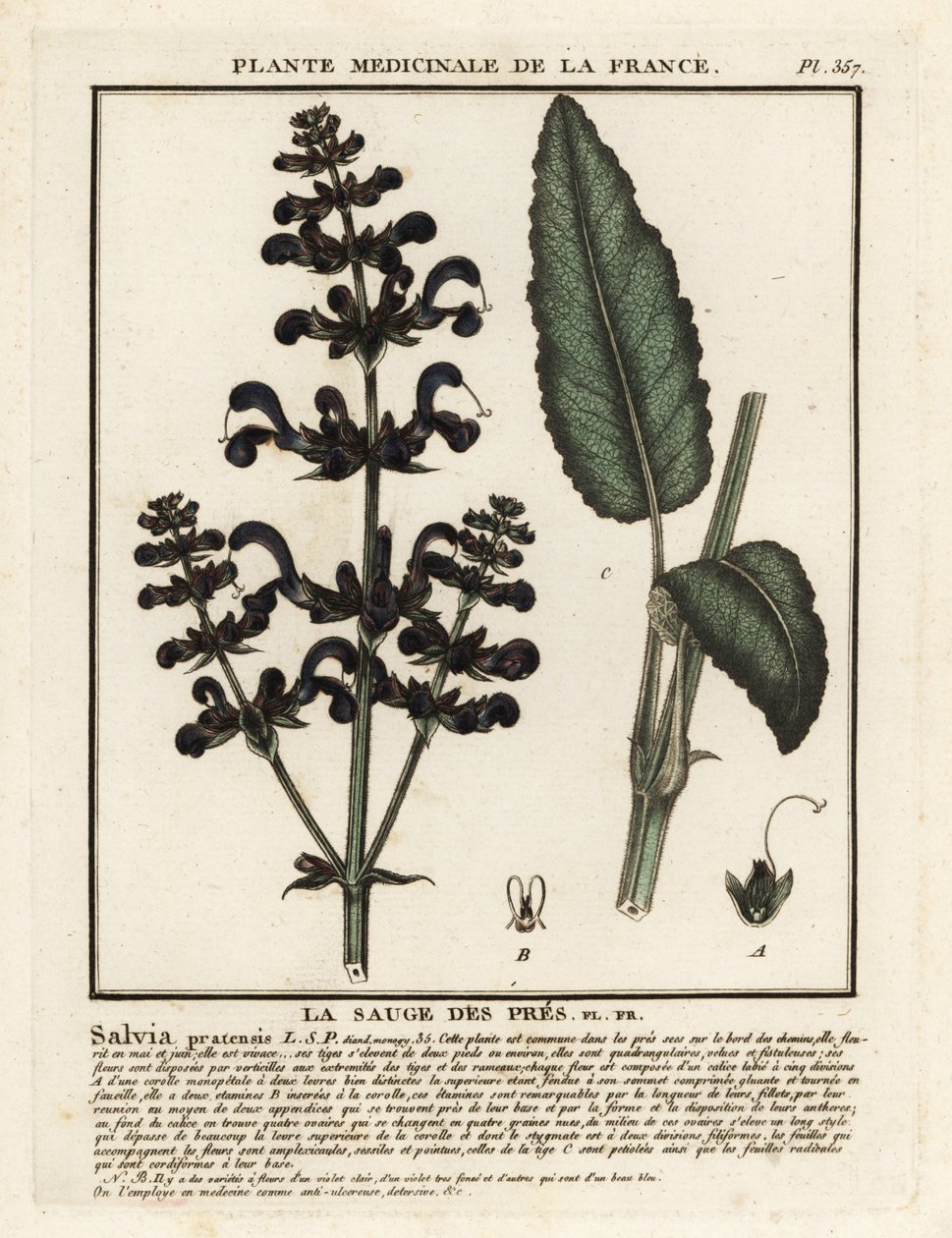 Clary do prado, Salvia pratensis. de Unbekannter Künstler