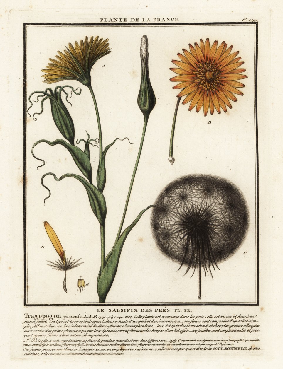 Meadow salsify, Tragopogon pratensis. de Unbekannter Künstler