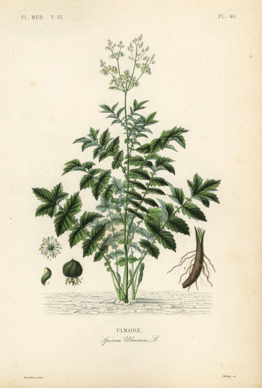Mosto doce ou mosto de hidromel, Filipendula ulmaria, Spiraea ulmaria, Ulmaire de Unbekannt