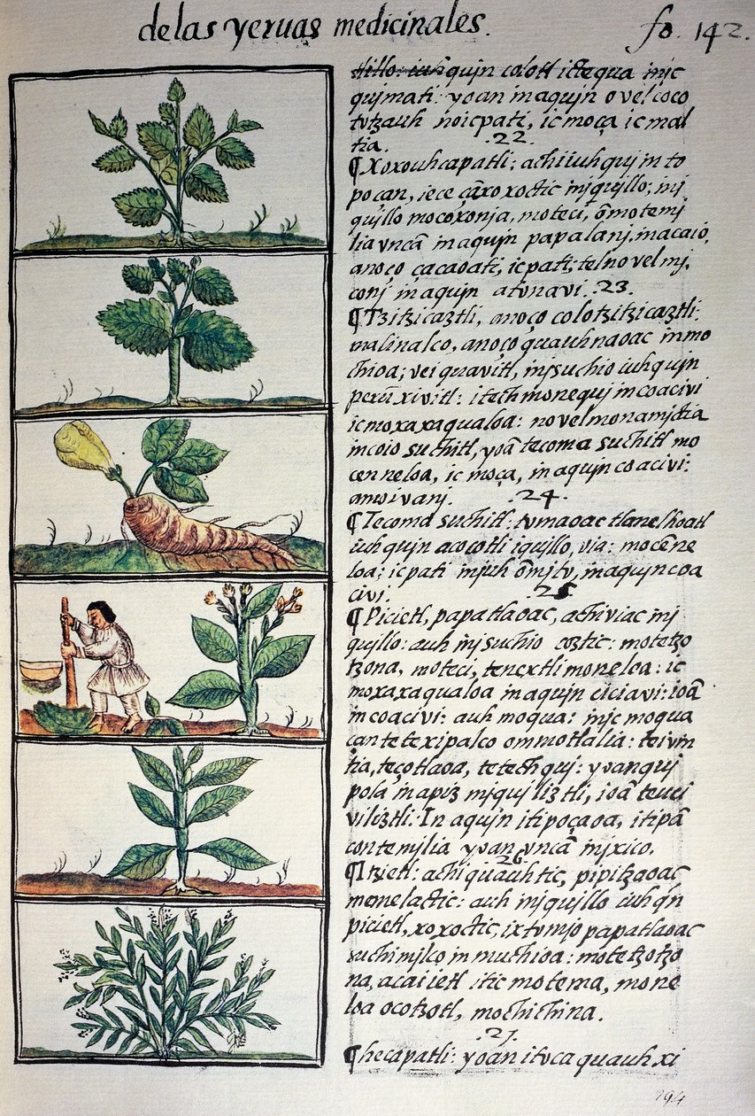 Plantas medicinais, texto em Nahuati, do fac-símile do manuscrito História Geral das Coisas da Nova Espanha, também conhecido como Codex Florentino, de Bernardino de Sahagun de Benjamin Baud