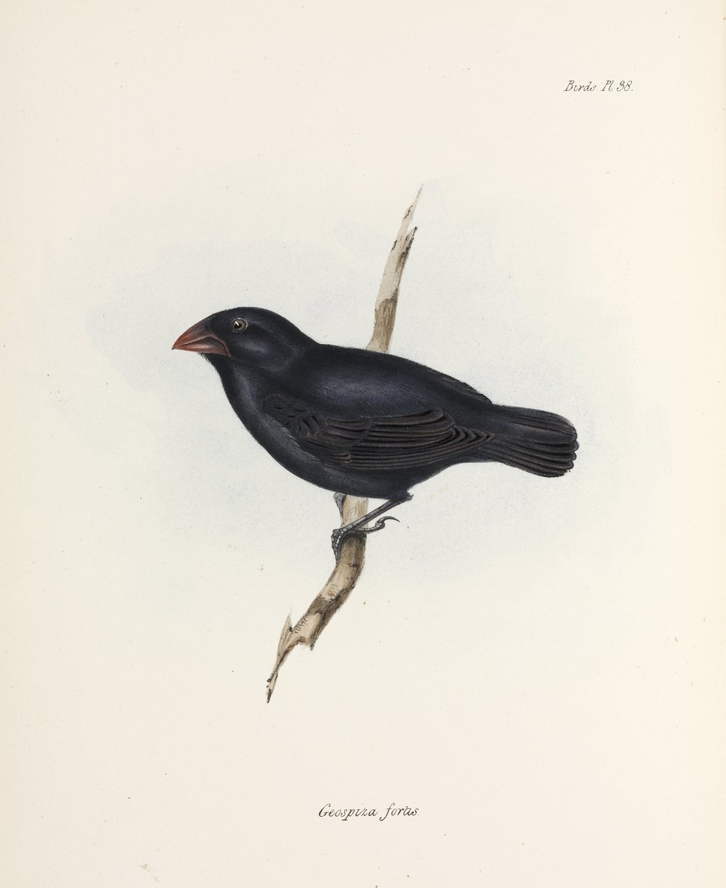Finch Médio, Ilhas Galápagos, c 1832-1836 de Unbekannter Künstler