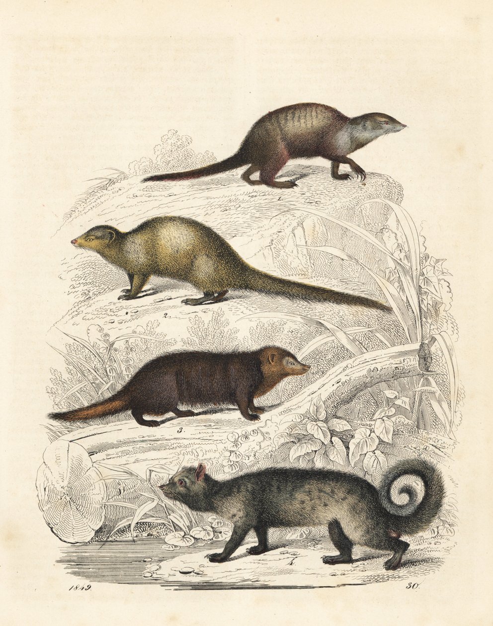 Suricata suricatta 1, mangusto cinzento indiano Herpestes edwardsii 2, kusimanse comum Crossarchus obscurus 3 e civeta asiática Paradoxurus hermaphroditus 4. Litografia colorida à mão do Livro do Mundo de Carl Hoffmann, Estugarda de Unbekannter Künstler
