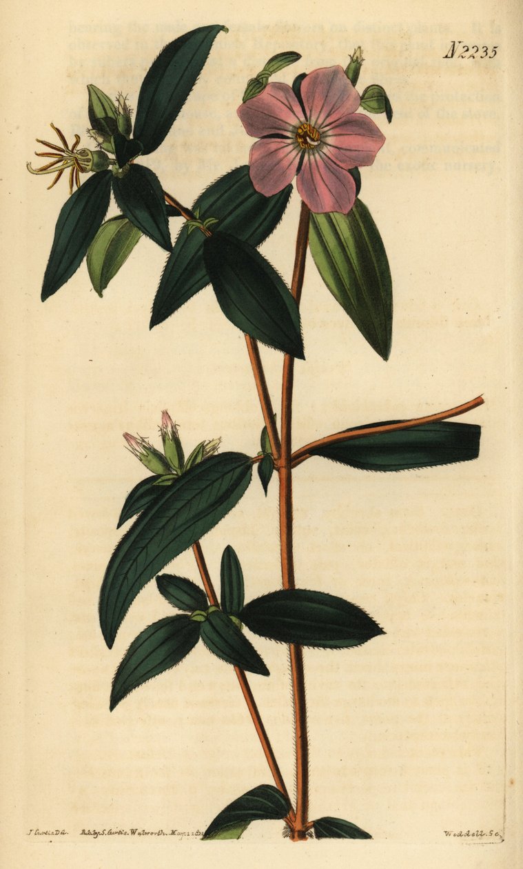 Melastoma osbeckioides. Gravura em chapa de cobre colorida à mão por Weddell após uma ilustração de John Curtis da Samuel Curtis