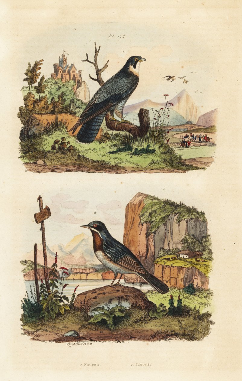 Merlin, Falco columbarius, e Moltoni