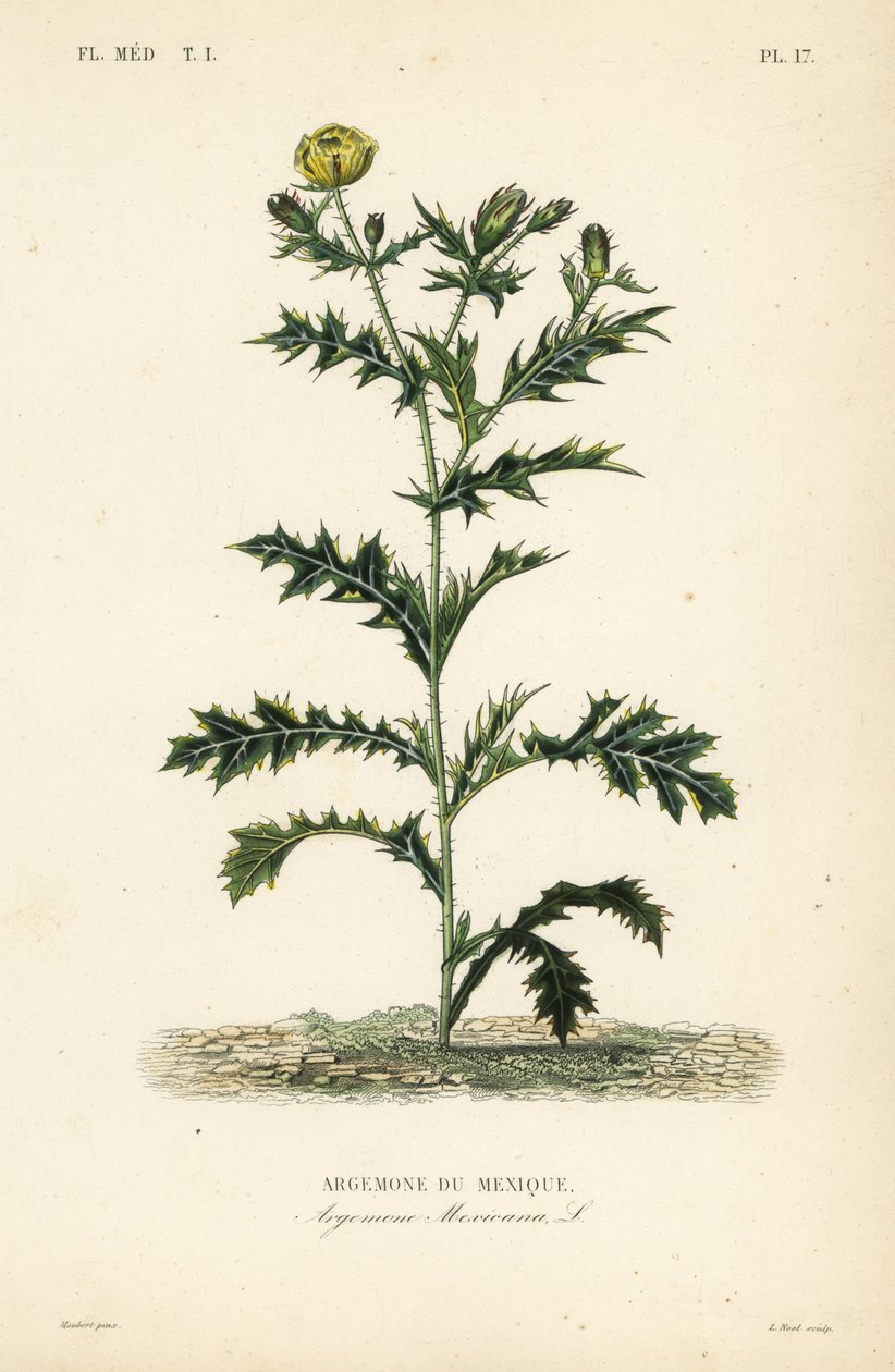 Papoila mexicana ou cardo florido, Argemone mexicana, Argemone du Mexique de Unbekannt