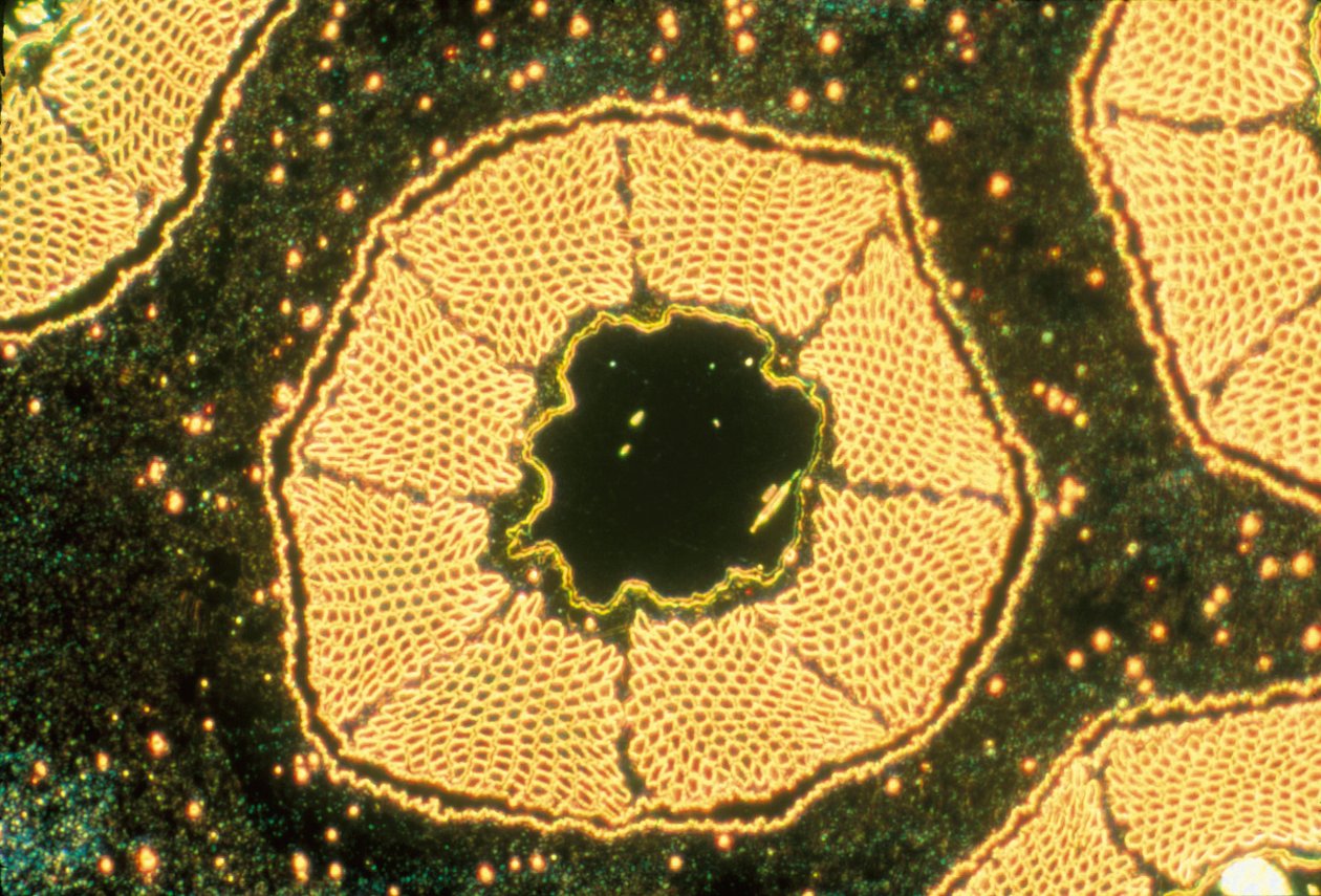 Micrografias (Luz) Supercondutor de baixa temperatura, micrografia leve de Unbekannter Künstler
