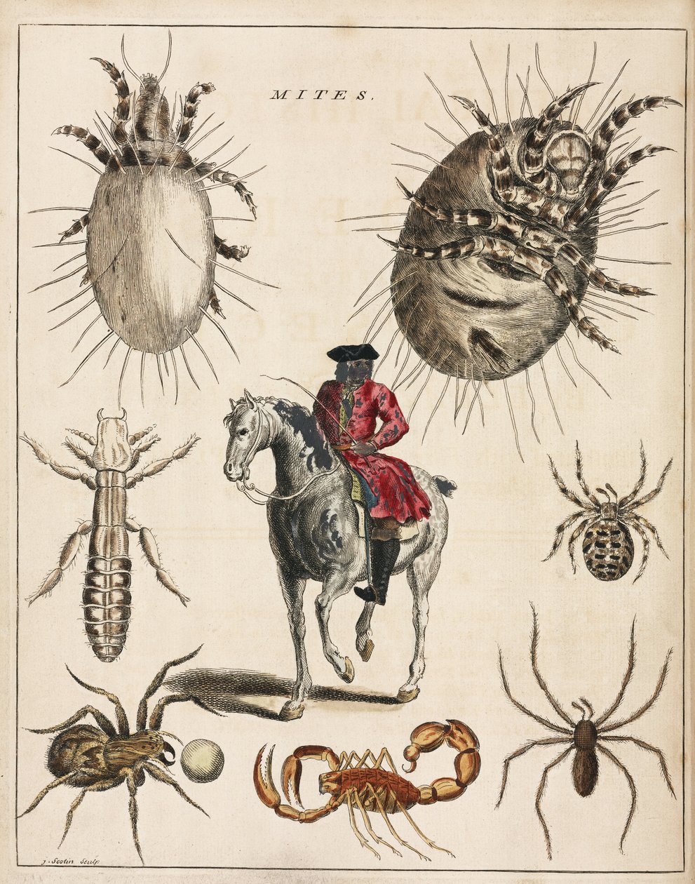 Microscopia de Unbekannt