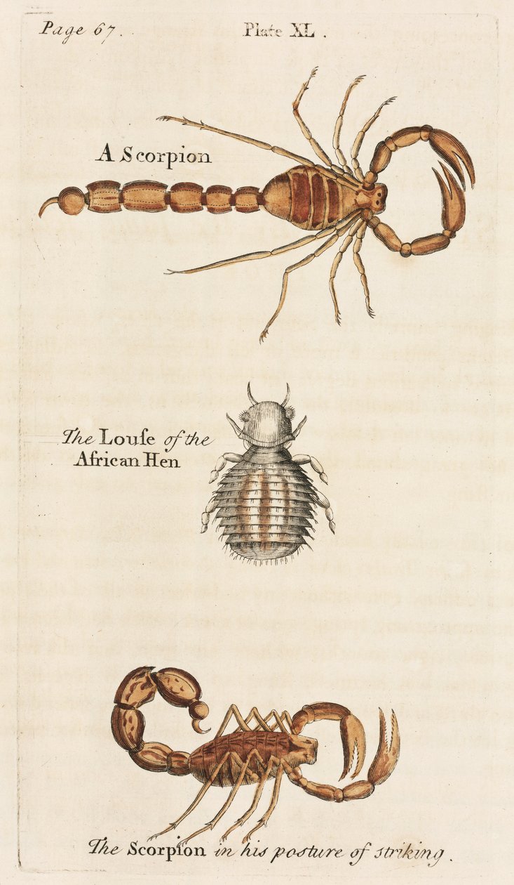 Microscopia de Unbekannt