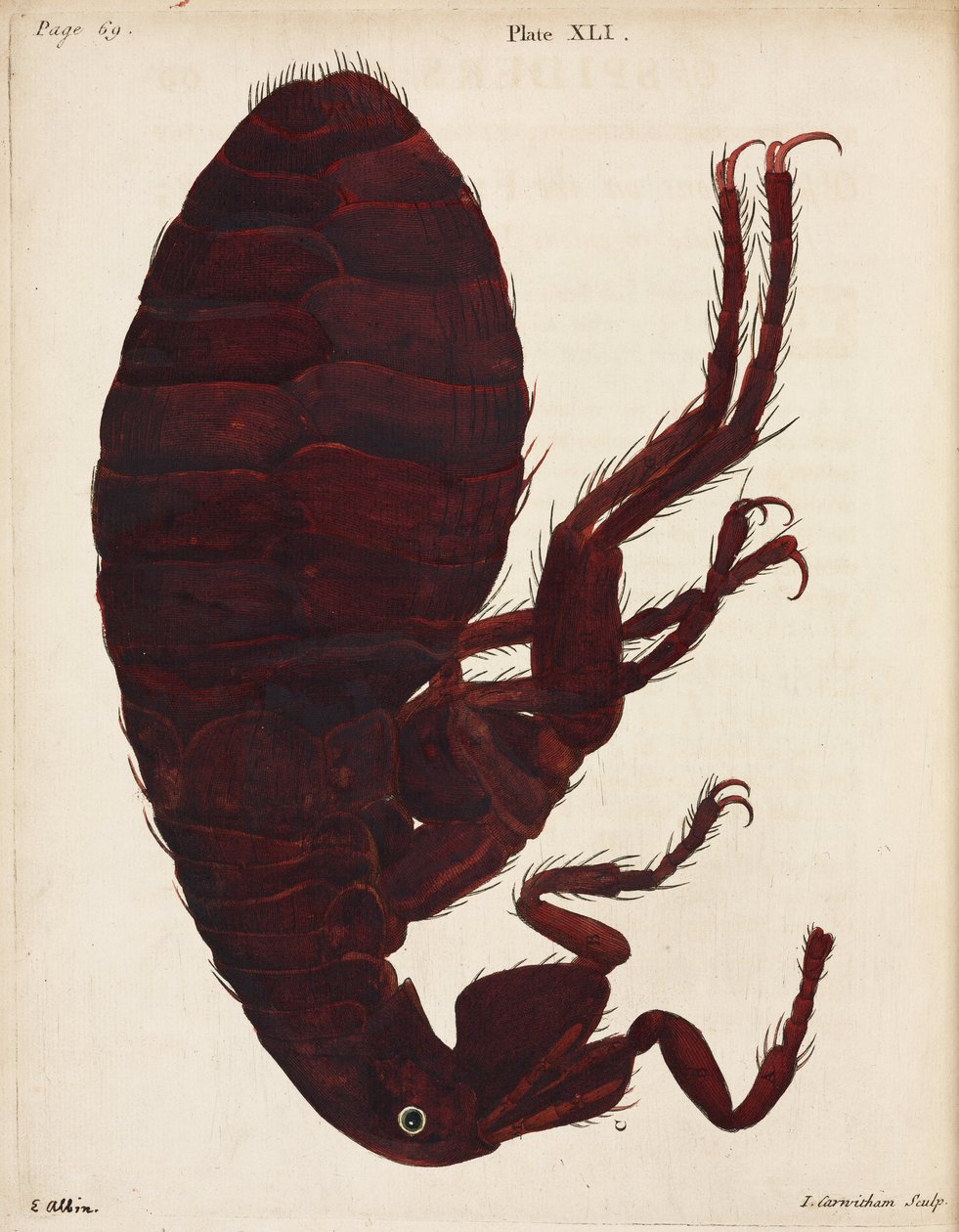 Microscopia de Unbekannt