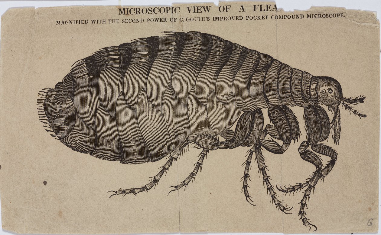 Microscopia de Unbekannt