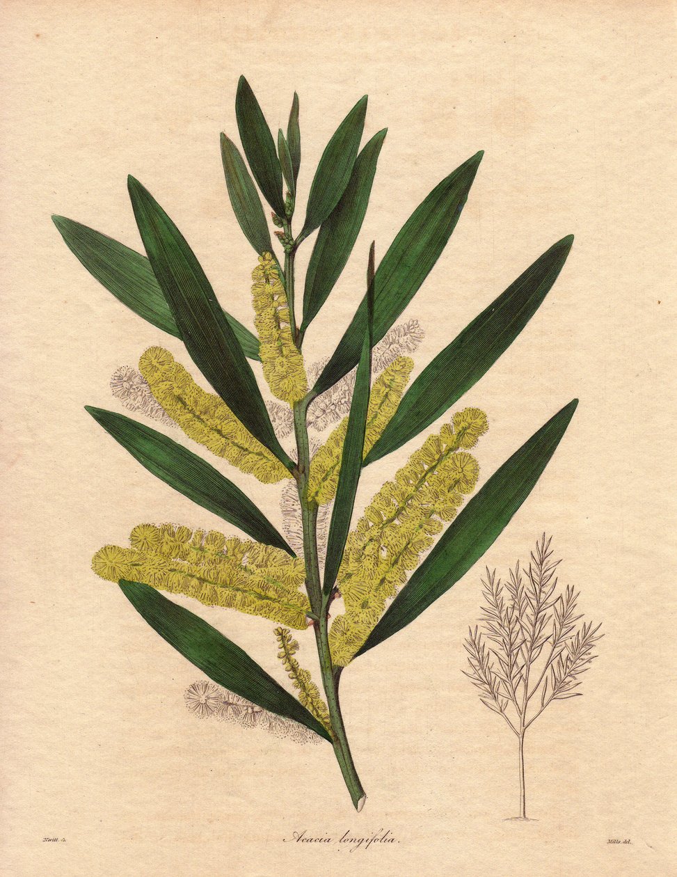 Lagarta-das-mimosas (Acacia longifolia), arbusto de folhagem persistente, até 3 a 6 metros de altura, com inflorescência em epis longos, amarelo-limão, muito perfumada. Planta originária da Nova Holanda (Austrália), introduzida na Grã-Bretanha em 1792. Ilu de Unbekannter Künstler