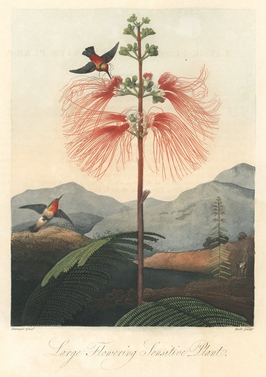 Mente ou mimosa sensível, com beija-flores Água forte, extraído de The Temple of Flora, do Dr. Robert Thornton (1768-1837) de Unbekannter Künstler