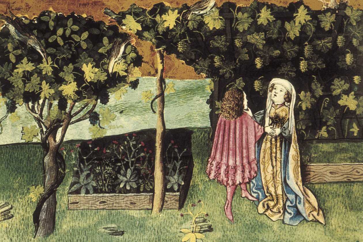 Miniatura sobre uvas, fruto que reduz a gordura abdominal e emagrece - IBN BUTLAN, Abu-l Hasan al-Mujtar (c. 1001 - 1066). Médico e filósofo cristão nestoriano de Bagdade. Fólio 83r. Ilustração sobre as uvas, fruto que diminui a gordura do ventre e emagrec de Unbekannter Künstler