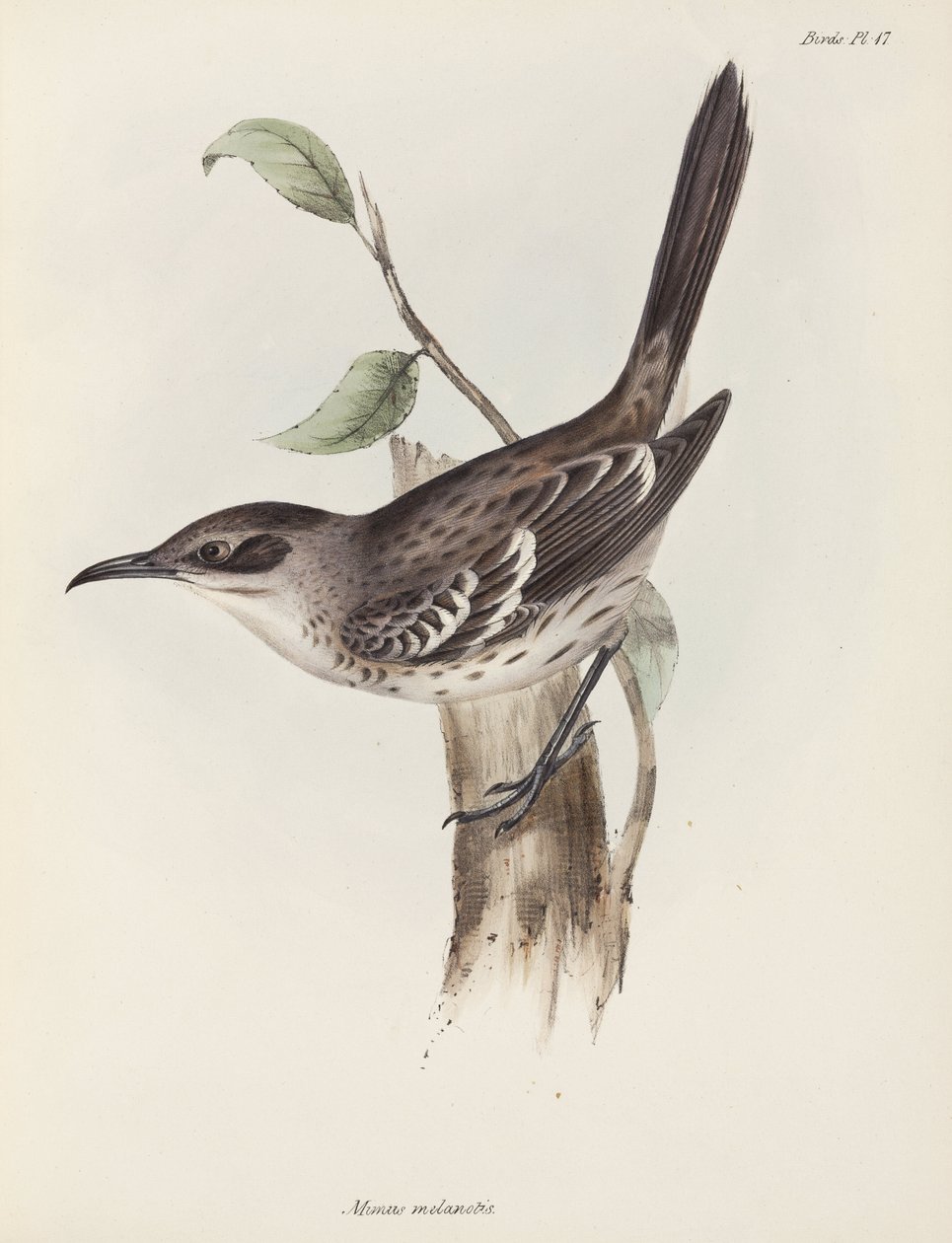 Mockingbird, Ilhas Galápagos, c 1832-1836 de Unbekannter Künstler