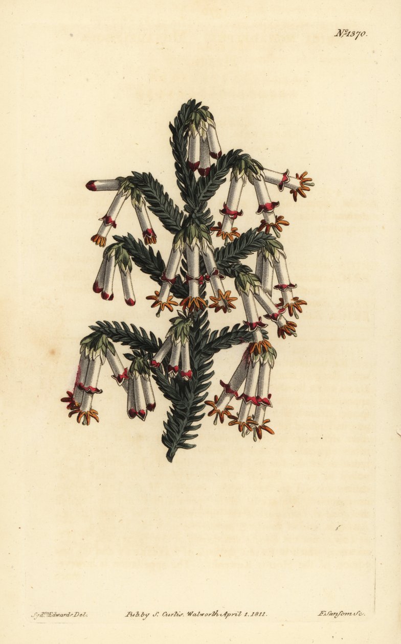 Monadelphous heath, Erica monadelpha de Unbekannt