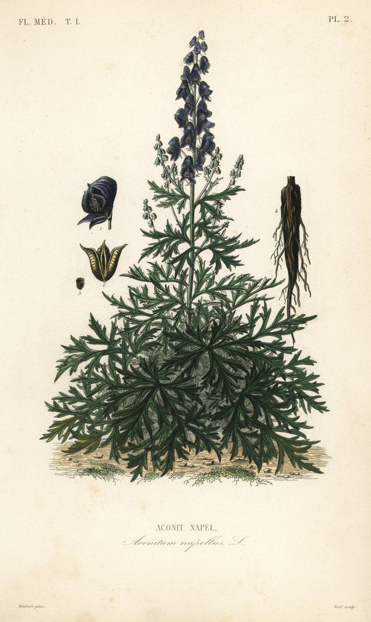 Monk-hood, aconite ou wolfsbane, Aconitum napellus, Aconit napel de Unbekannt