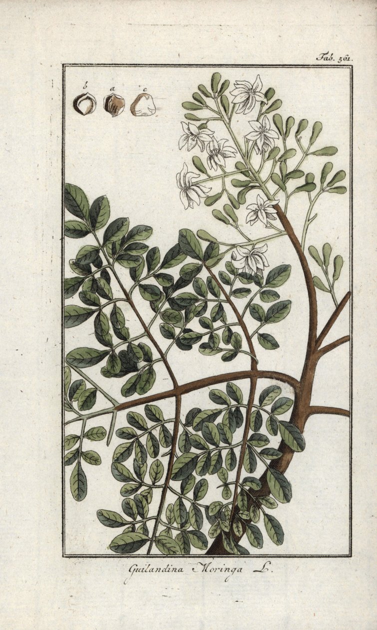 Moringa (Moringa oleifera). Litografia de "Afbeelding der Artseny-Gewassen" de Johannes Zorn (1739-1799), Países Baixos de Unbekannter Künstler