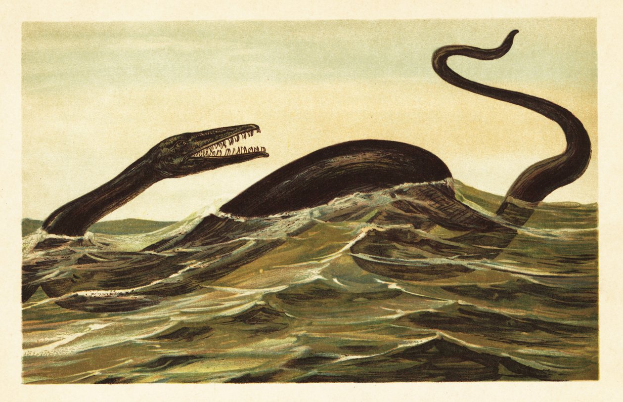 Mosasaurus hoffmannii, réptil aquático extinto.1908 (litografia) de Unbekannter Künstler