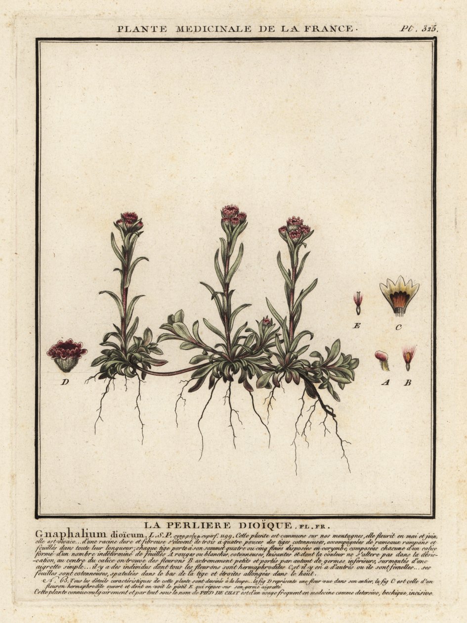 Montanha eterna, Antennaria dioica. de Unbekannter Künstler