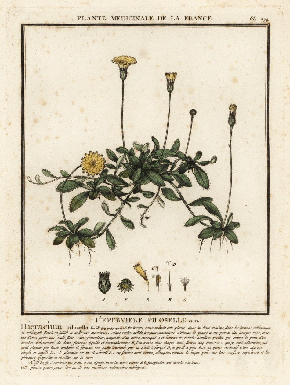 Gavião orelhudo, Pilosella officinarum. de Unbekannter Künstler