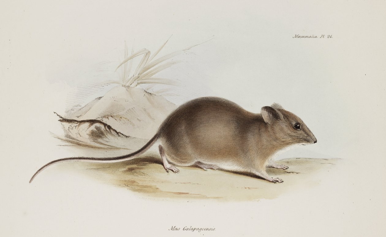 Rato, Ilhas Galápagos, c 1832-1836 de Unbekannter Künstler