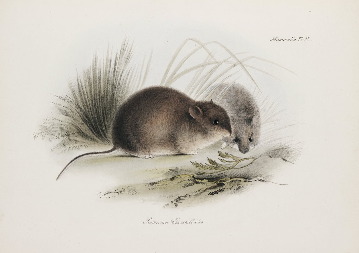 Mouse, Tierra del Fuego, América do Sul, c 1832-1836 de Unbekannter Künstler