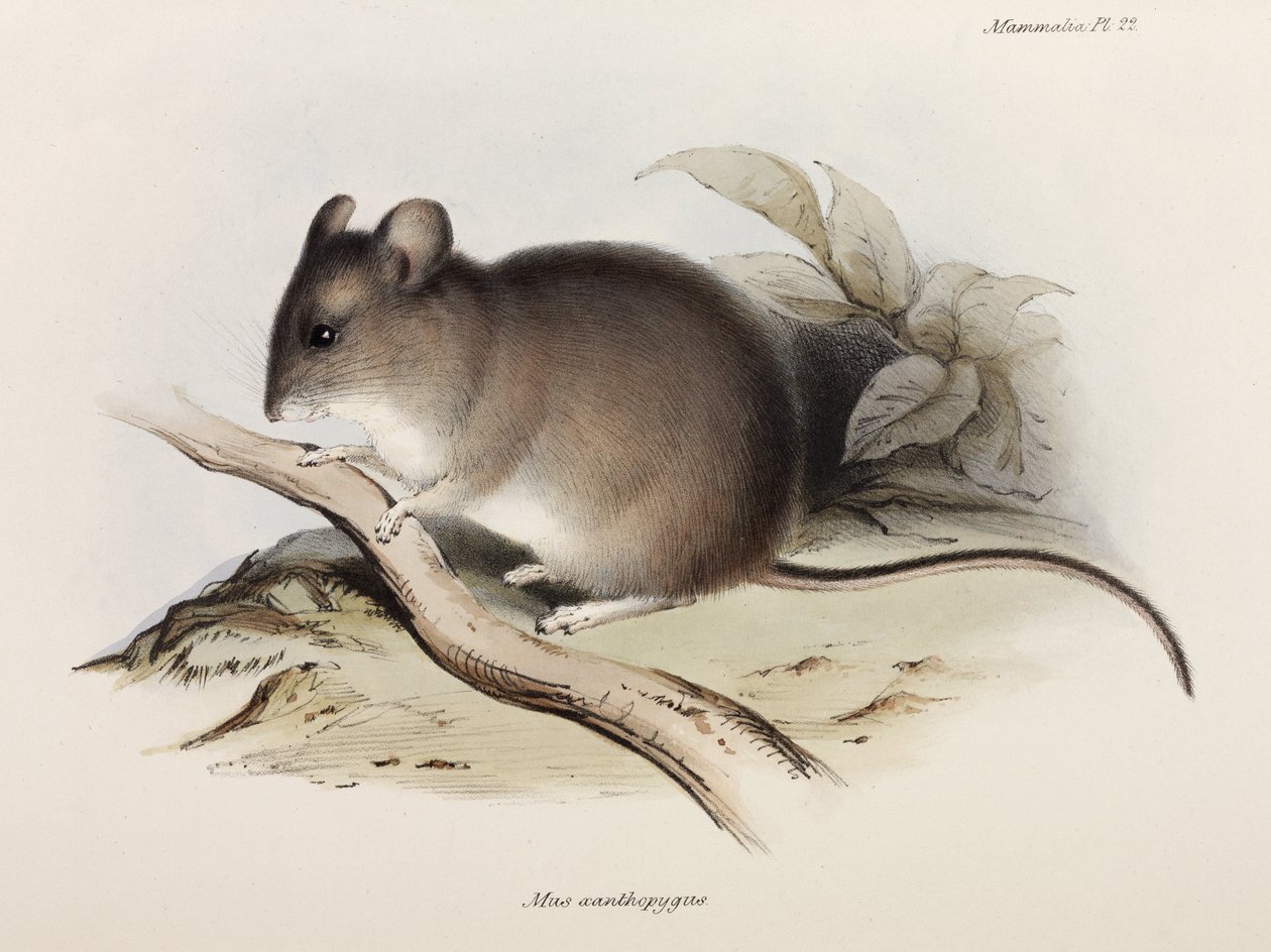 Rato, c 1832-1836 de Unbekannter Künstler