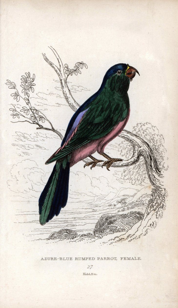 Periquito de Muller, Tanygnathus sumatranus. Psittacus cyanopygius (fêmea). Litografia de Joseph Kidd, baseada num desenho de John Audubon, em Miscellany of Natural History: Parrots, Sir Thomas DiK Lauder and Captain Thomas Brown, publicado em Edimburgo, S de Unbekannter Künstler