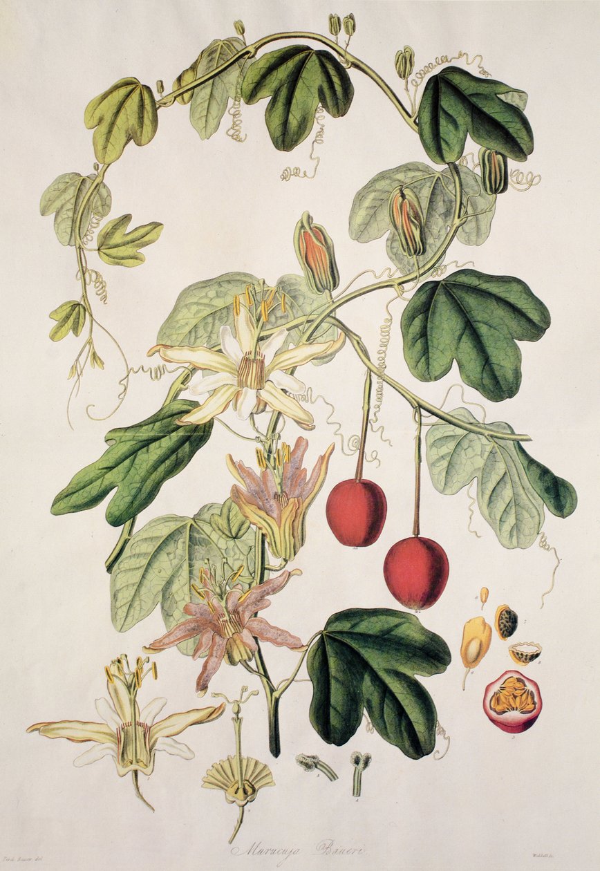 Murucuja baueri/ Flor de Paixão/ Flor de Paixão/ Flor de Paixão de Unbekannt