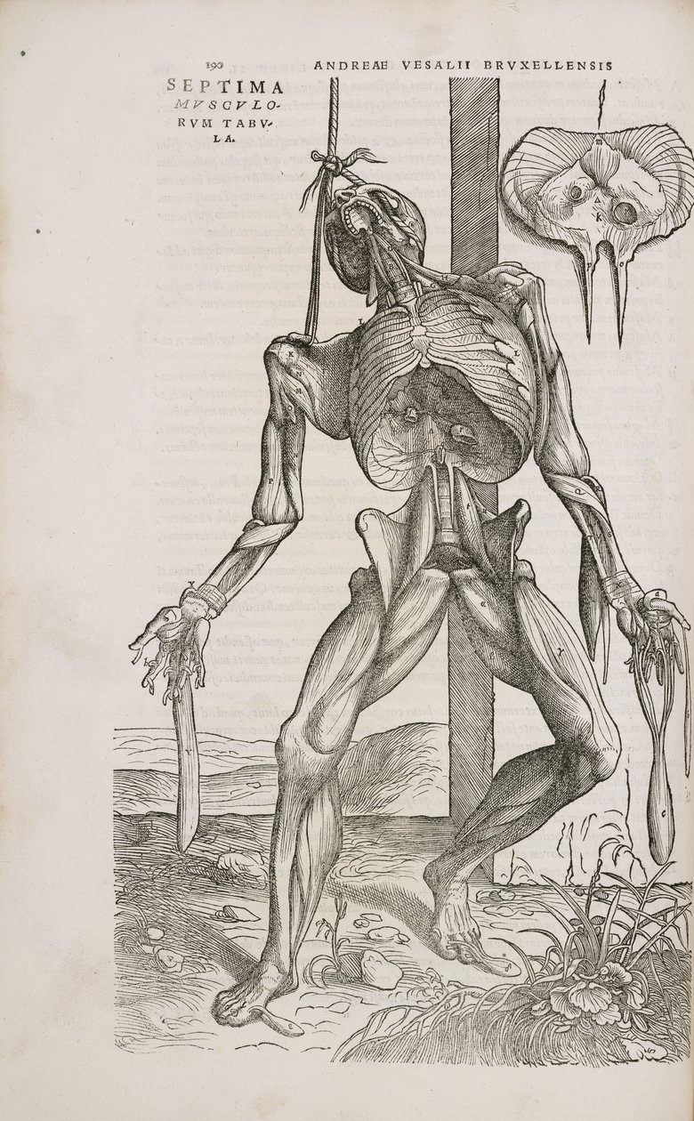 Músculos Visão frontal dos músculos mais profundos do corpo humano masculino de Unbekannt